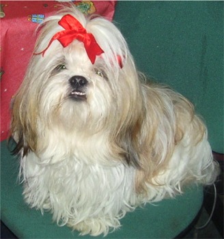 dog - dog