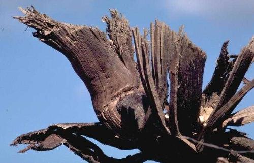 the bird - this a unique and endangerd bird