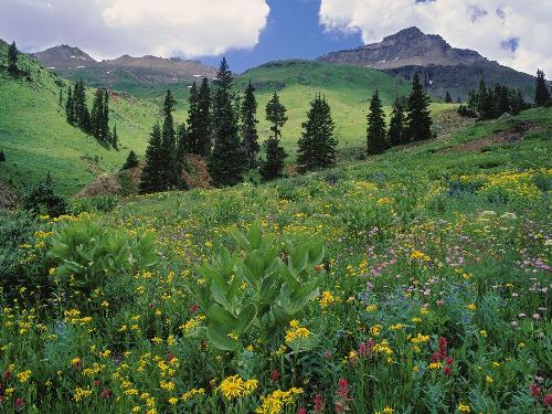 Alpine Meadow of Sneezeweed, Asters, Paintbrush, a - Alpine Meadow of Sneezeweed, Asters, Paintbrush, and Hellebore, Sneffels Range, Colorado