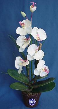 orchidea - orchidea