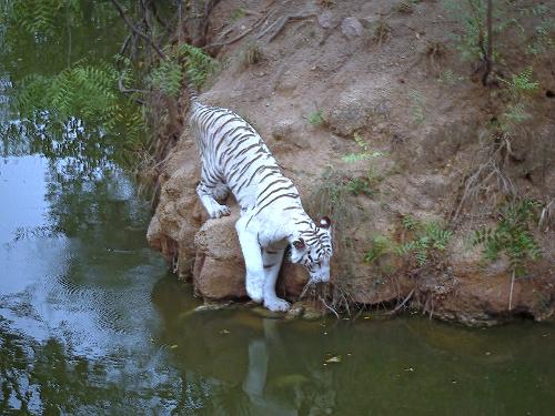 i gotta have some water - White tiger goes to have a bath in the pool in Nehru Zoological Park, Hyderabad, Andhra Pradesh