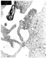 denge virus - by mosquitos