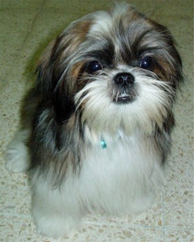 dog - dog
