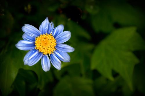 flower - Nice picture of a beautiful flower. sunflower