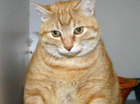 kitty 2 - i love cats......