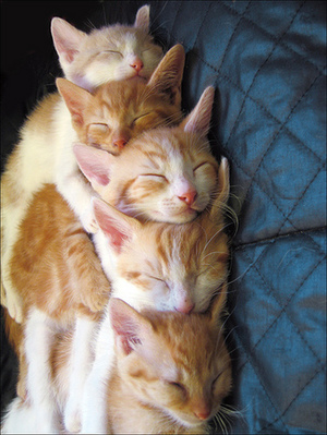 kitty 4 - just collecting pics...