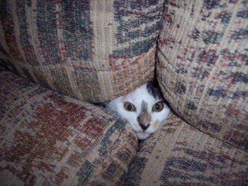kitty 3 - oh well... hope you enjoy my kitties.....