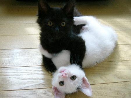 kitty 6 - wanna join???????