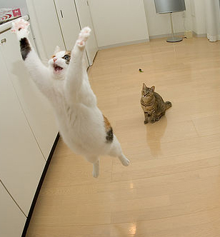 kitty 8 - up.... up.... in the way............