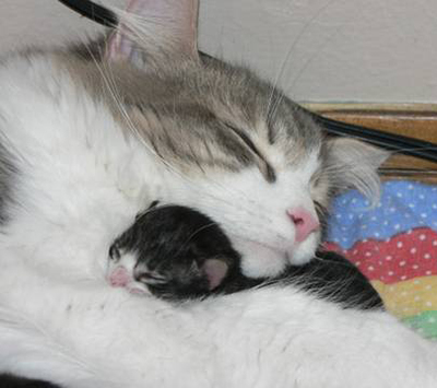 kitty 9 - mother and child........