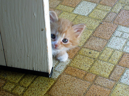 kitty 10 - im afraid of rats.......... just hiding........