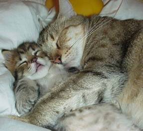 kitty 12 - sleeping cats...