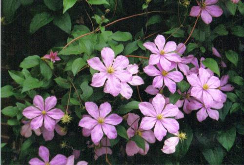 Clematis - A pic of some clematis flowers I took