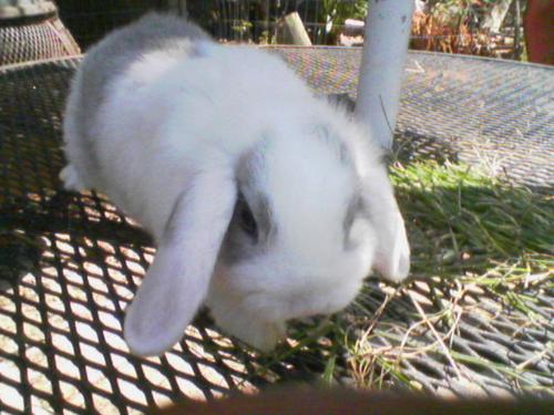 My baby Merlin - This is my little baby Holland Lop bunny named Merlin.He has one blue eye and one that is half blue/half brown. He's white with chinchilla colored spots.