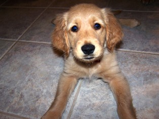 New puppy - Here's Morgo's new buddy Mason