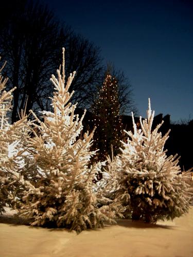 Christmas tree on the Champs Elysées - Just a quick photo taken on my way home last night - the colurs made me think of champagne !