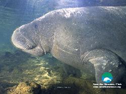 Manatee - Manatee an endangered species