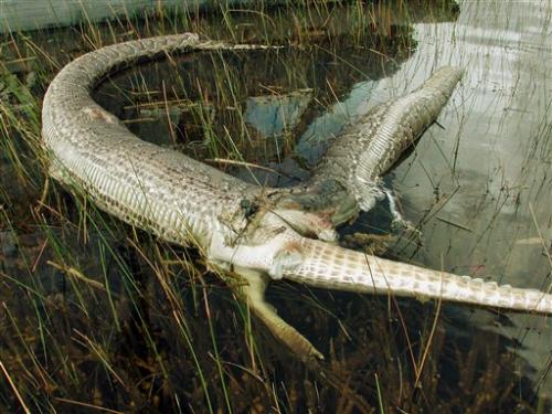 Python eats 6 ft Alligator - A python&#039;s eyes were apparently bigger than its stomach.  Scientists in Florida are puzzling over a Burmese python that scarfed down a six-foot alligator before its stomach ruptured.  They found the carcasses in an isolated part of Florida&#039;s Everglades National Park. Photos show the gator&#039;s hind legs and tail sticking out of the 13-foot snake&#039;s ruptured gut. 

A helicopter pilot crossing the Florida&#039;s Everglades National Park. Came across this awesome yet disgusting find. He couldn&#039;t believe his eyes. Got a little closer and took the photo