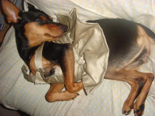 Mini Pinscher - She's already two years old, gave birth once. Very HYPER, SwEET AND SO LOVABLE.