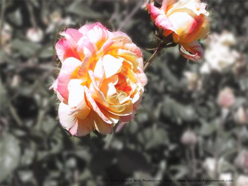 a rose is a rose - rose is part of biology