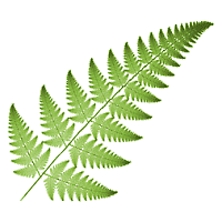 Fern leaf - natural example of a fractal - .GIF image of a fern leaf.  Fern leaves, as well as other things found in nature (trees, other plants, mountain ranges, etc.) are actually examples of mathematical fractals.