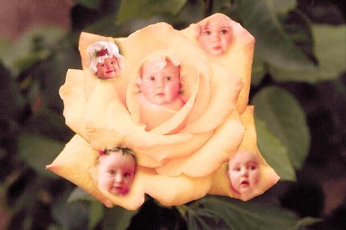 babies in rose - Created by me. Baby faces in rose.