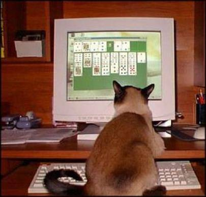 Do you know what ur pets do when ur away??? - Hmmmm they are having fun in ur pc lol.