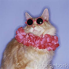 cutie cat... - what a cute cat! I wish i had one..