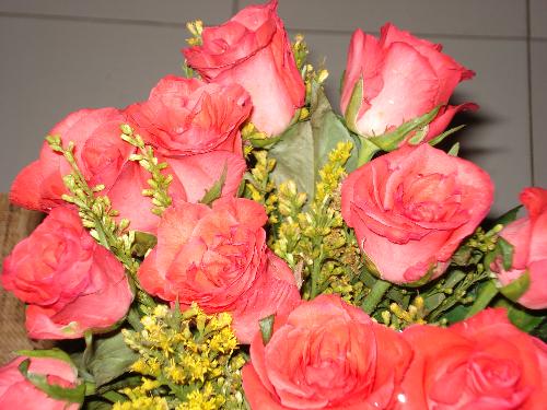 Pink roses - A picture containing flowers