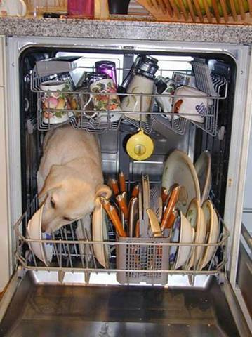 who needs a dog dishwasher??? - lol i can wash the dishes myself!