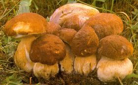 mushrooms - mushrooms