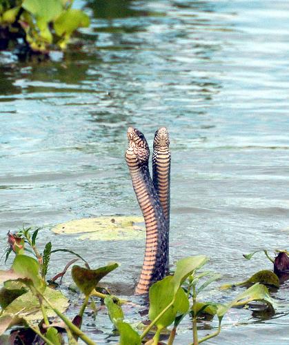 Cobra Mating - cobra mating rituals