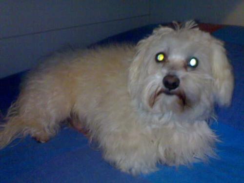 My Dog! - My nice nice nce dog... his name is peluche :D