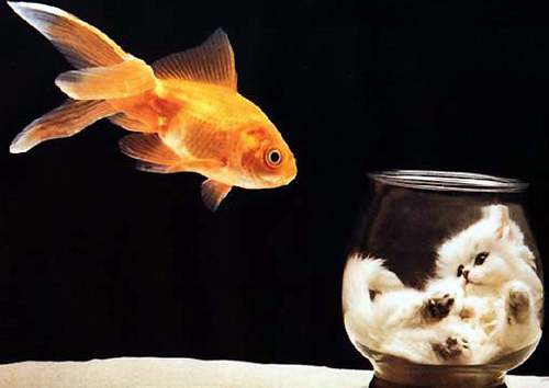 fish - can fish