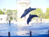 sea world - i loved watching the dolphins at sea world! this on e is much better than the one in texas!