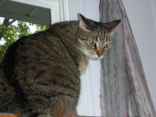 TOBY - DOMESTIC INDOOR CAT
