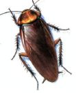 cockroach - insects cockroach - insects
