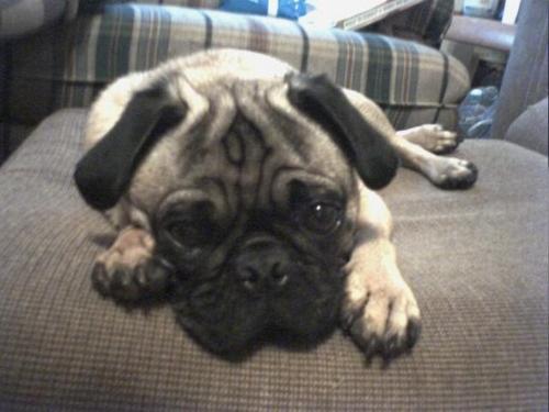 leo! - a buggie little pug!