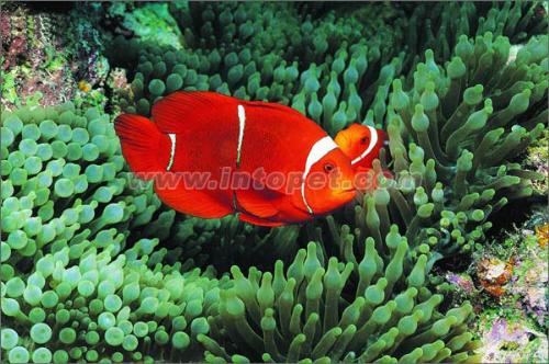 pet fish - a pet fish's pic