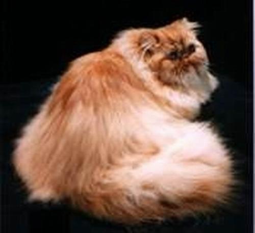 my favorite persian cat - long and soft fur persian cat