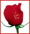 red rose - symbol of love