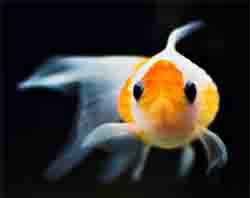 pet fish - a goldfish