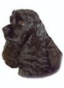 Blackey - black cocker spaniel