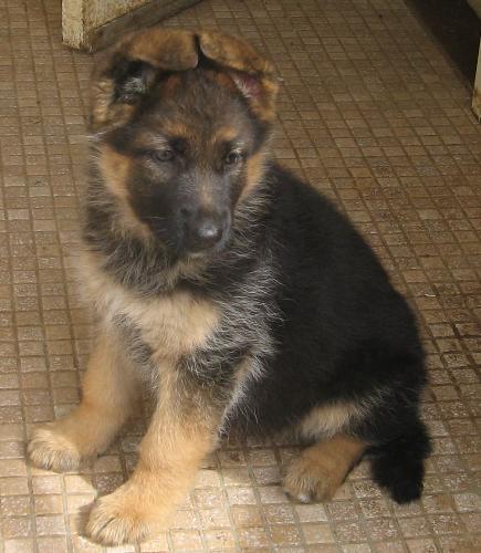 German Shepherd Puppy - My Shepherd when she was about 2 months old