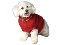 dog clothes - A picture of a dog in clothing