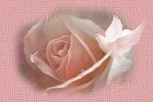 A Pink Rose - An Elegant Pink Rose For My Kids