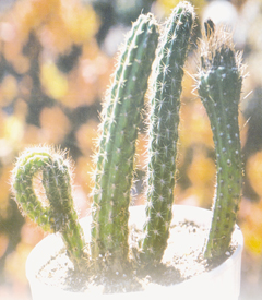 A Genus Aloe Plant forms the Name of Allah - Source: These plants usually grow in Africa, Madagascar and Arabia. Picture obtained from an Arab website. Sent to us by Islam Amin.