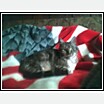 Fred the patriotic cat - Fred loves his flag blanket. He sleeps with it every night.