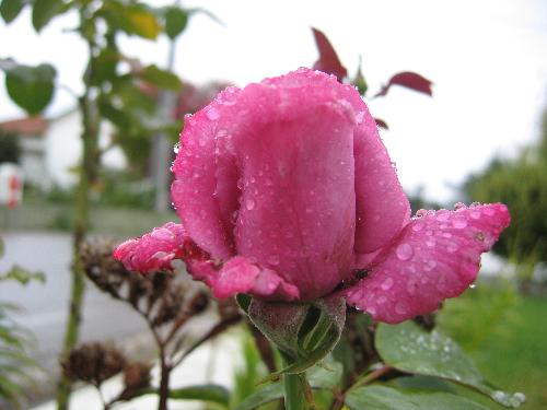 rose - one of my favorite roses - picture taken by me
