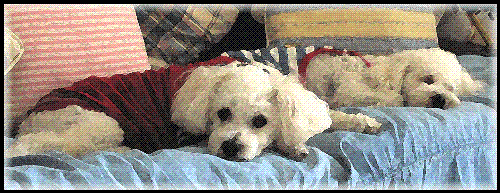 The ones that surrond me the most - yep..  we love our mommy, she treats us good, except for when she is taking one millllon pictures of us.